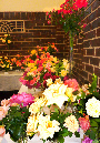 rose-display-3